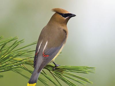 Cedar waxwing