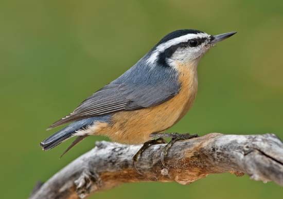 red-breasted nuthatch