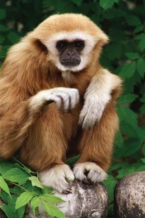 white-handed gibbon