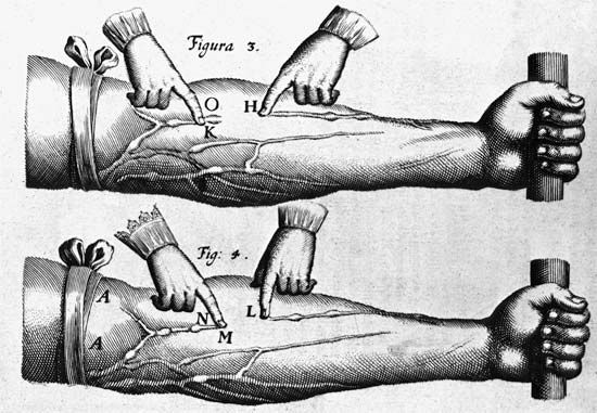 William Harvey: theory of the circulation of blood