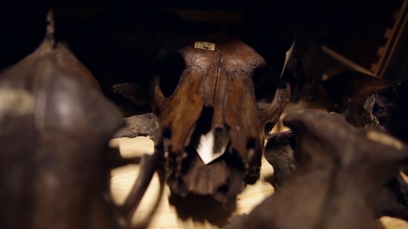 Fossil collection in the University of California Museum of Paleontology