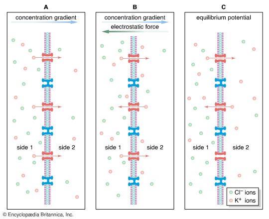 ion diffusion across a semipermeable membrane