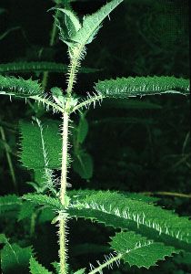 New Zealand tree nettle