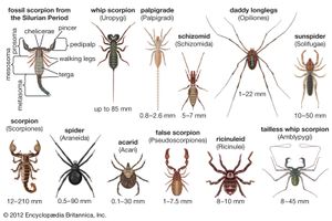 arachnid diversity