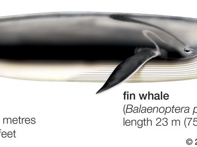 Fin whale (Balaenoptera physalus).