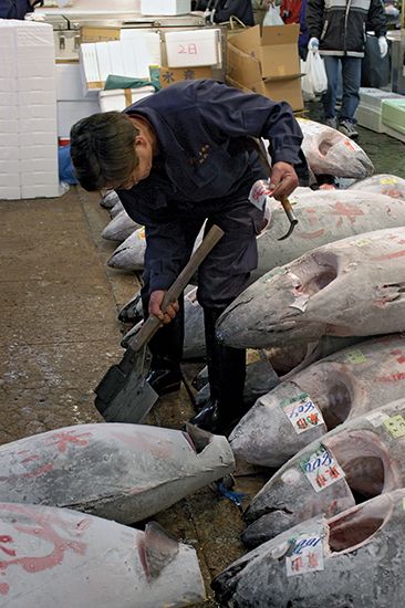 Tsukiji fish market