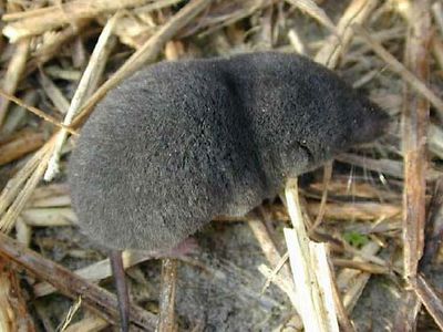 southern short-tailed shrew