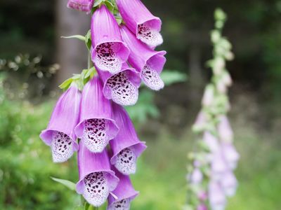 common foxglove