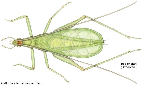 snowy tree cricket