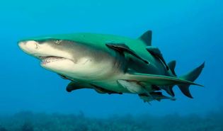 lemon shark