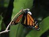 Observe a monarch butterfly coming out of its chrysalis