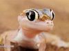 Observe the web-footed gecko, or palmatogecko collecting dew drops on its lidless eyes to survive in the scorching heat of the Namib desert, Africa