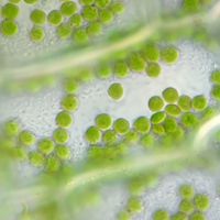 Chlorophyll pigment in chloroplasts within plant cells. Microscopic organelles photosynthesis green