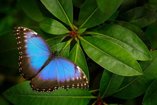 morpho