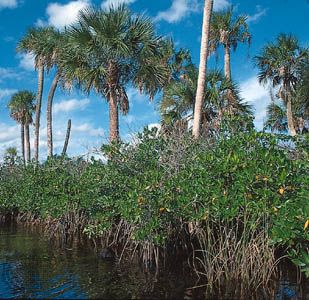 Mangroves with palms