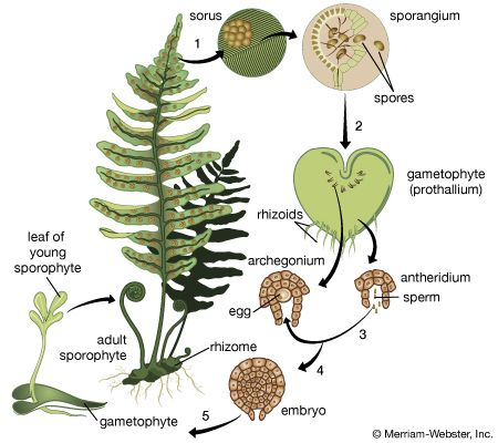 fern: life cycle