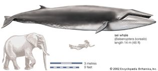 Sei whale (Balaenoptera borealis).