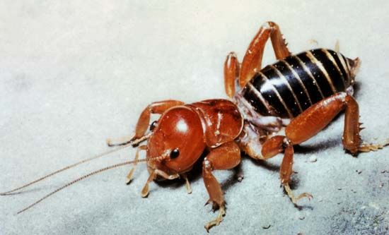 Jerusalem cricket (Stenopelmatus intermedius)