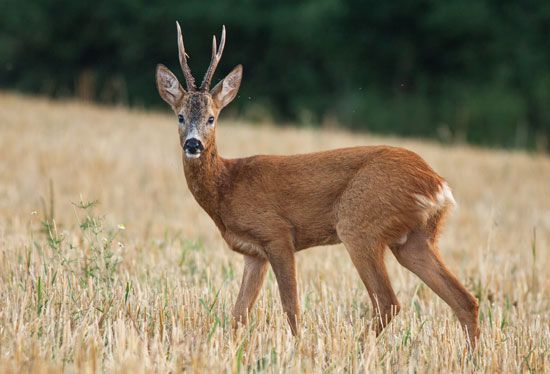 roe deer