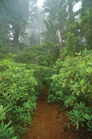 temperate rainforest