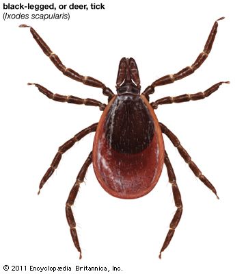 black-legged tick