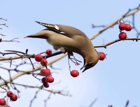 Bohemian waxwing