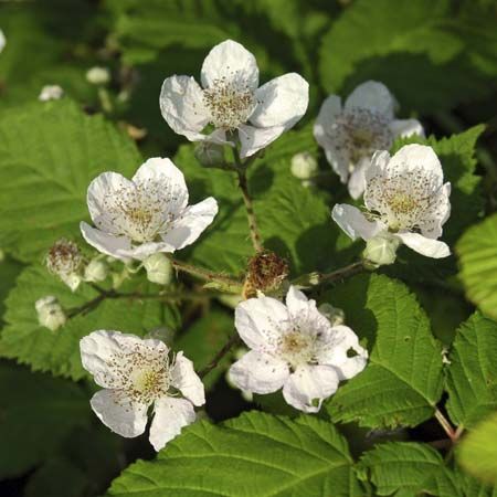 blackberry flowers