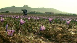 Learn about the decline of saffron farming in La Mancha, Spain