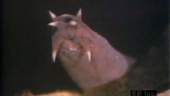 Observe the hagfish's horny teeth and scaleless exterior covering a cartilaginous skeleton