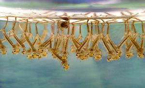 Mosquito larvae