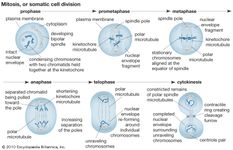 mitosis