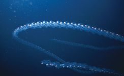 chain of fluorescent tunicates