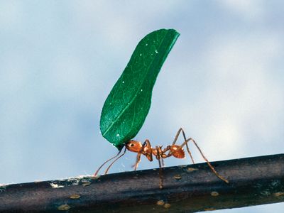 Foraging is an example of an instinct driven by impulses serving specific biological functions.