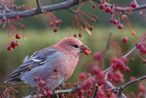 Chemoreception enables animals to respond to chemicals that can be tasted and smelled in their environments. Many of these chemicals affect behaviours such as food preference and defense.