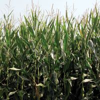 Genetically modified corn field. Genetically Modified Organism (GMO), transgenic corn, maize, agriculture, biological.