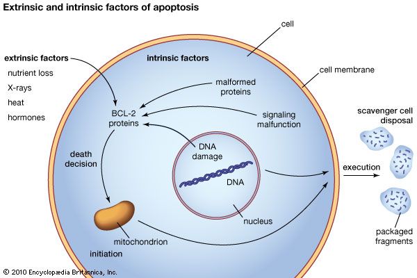 apoptosis