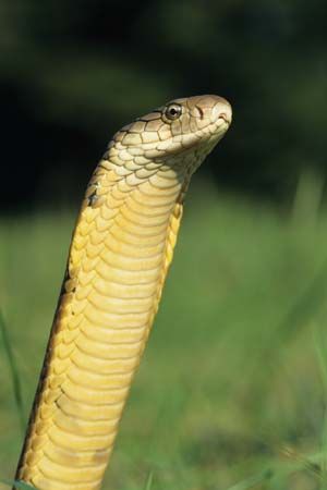 king cobra