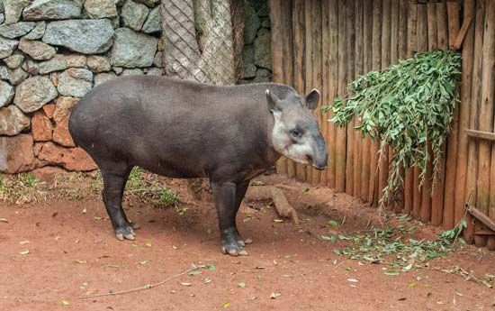 tapir