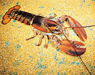 American lobster