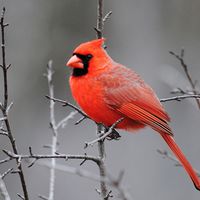 A male cardinal perched in a tree (birds, redbirds).