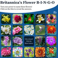 Flower bingo