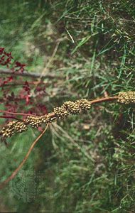 dodder