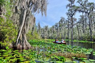 Okefenokee Swamp