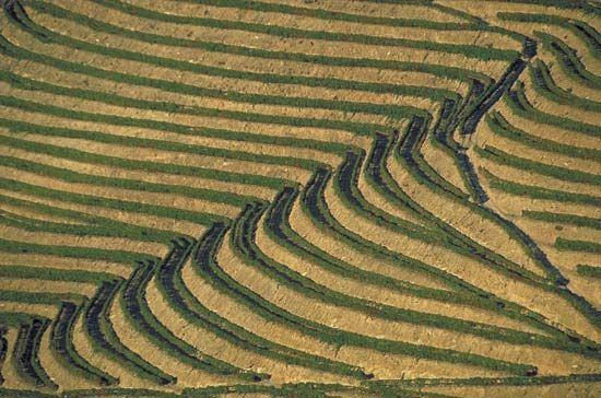 terraced rice fields