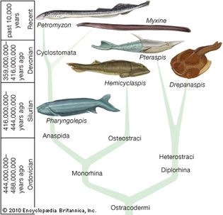 systematic division of Agnatha