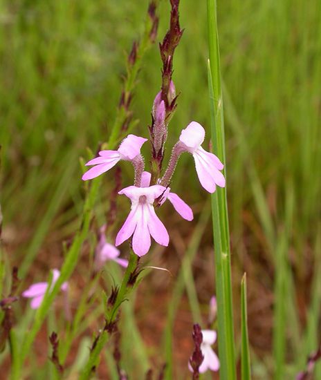 Root parasite