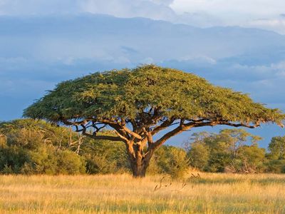 acacia tree