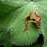 Northern Pacific tree frog (Pseudacris regilla) also known as the Pacific chorus frog in a green and brown morph on dewy leaf about to leap.