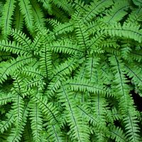 Aleutian maidenhair fern