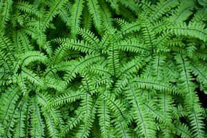 Aleutian maidenhair fern